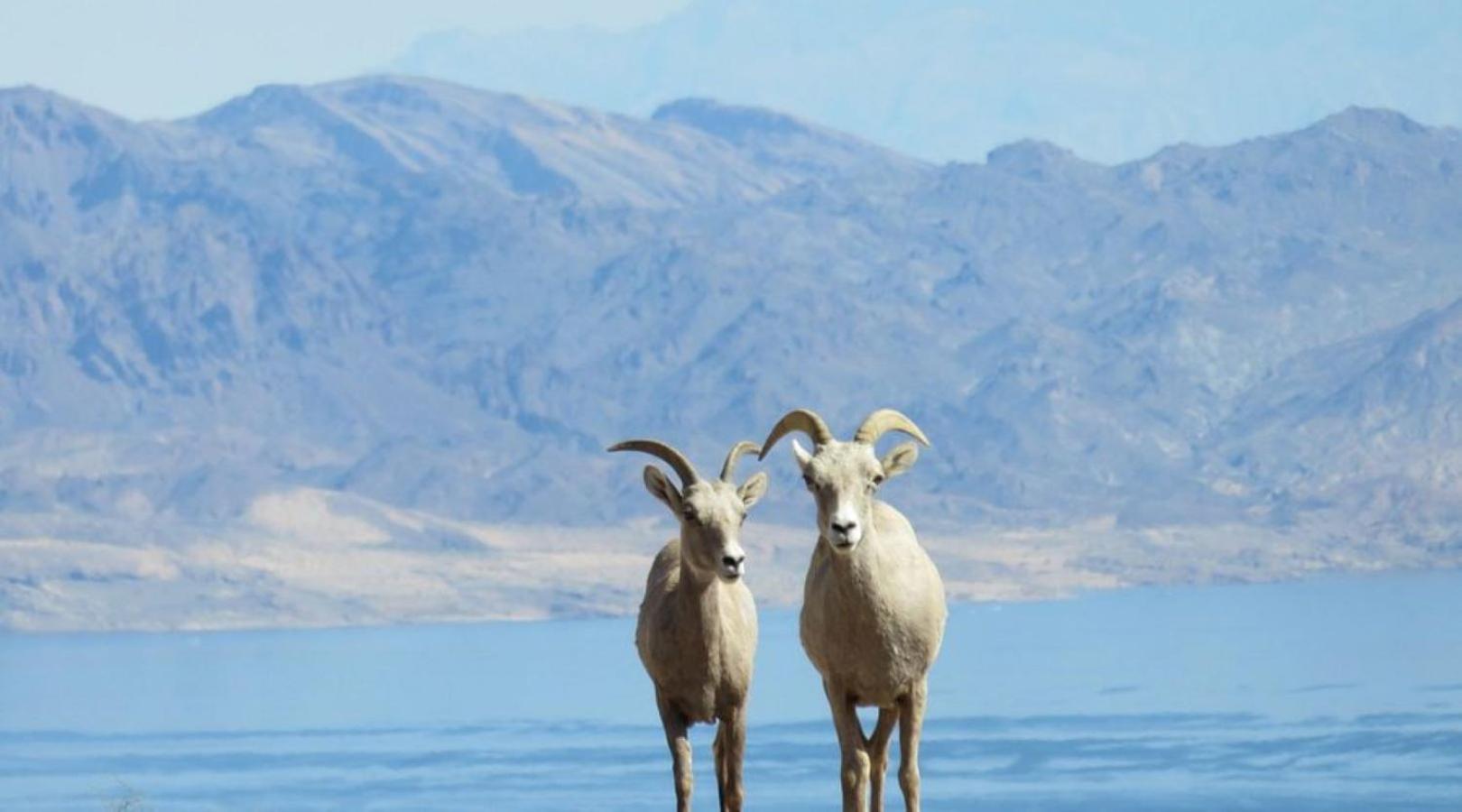 Lake Mead Inn Boulder City Luaran gambar
