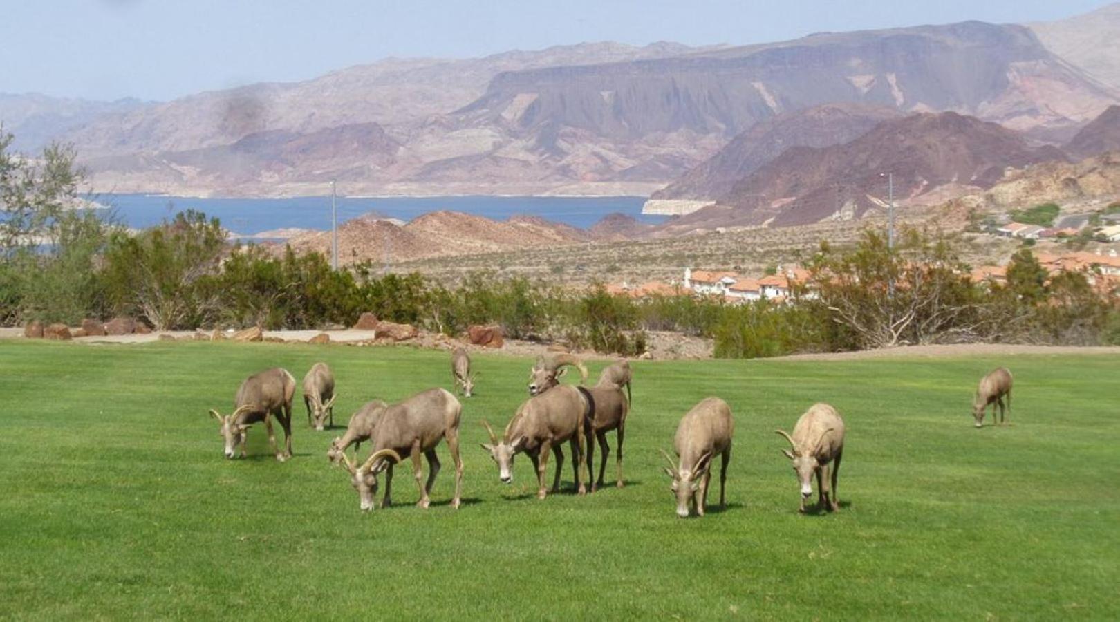 Lake Mead Inn Boulder City Luaran gambar